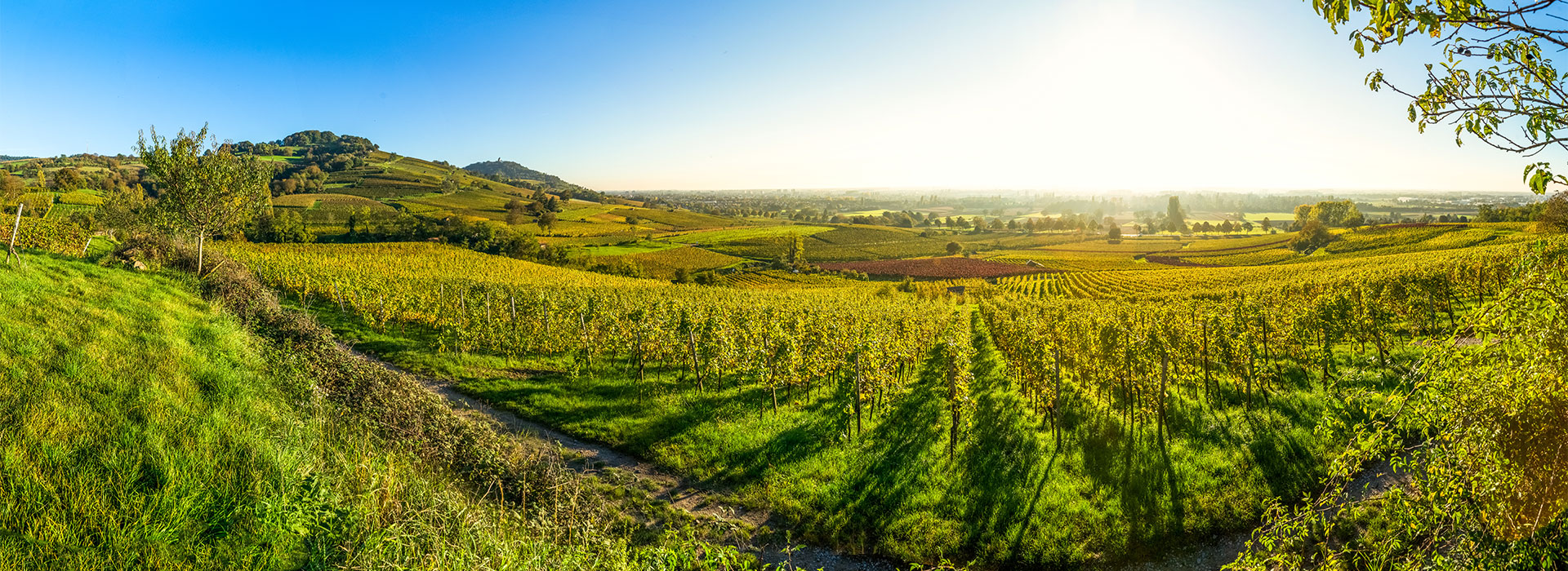 Weinberge
